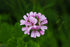 The Flowers Essential Oil Bundle Fast Bundle
