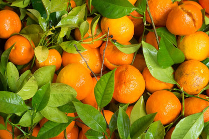 The Citrus Flavor Bundle Fast Bundle